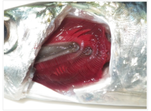 は虫類や両生類は皮膚呼吸