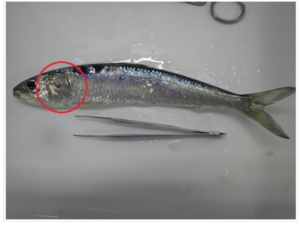 は虫類や両生類は皮膚呼吸