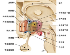視床下部の図