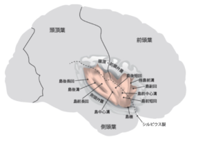 島皮質の画像