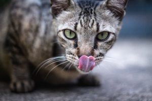 女性が脳内の食欲コントロールで食事回数を減らして高カロリー食を食べなくて良くするドーパミン抑制方法