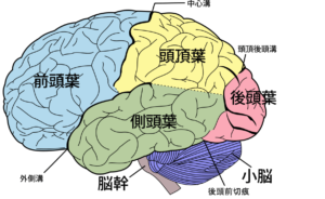 頭頂葉