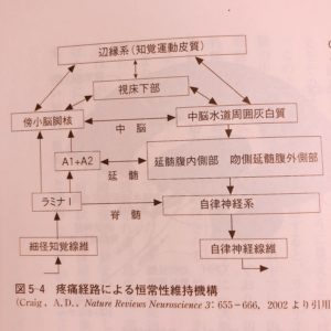 腸の交感神経と副交感神経