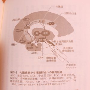 腸の交感神経と副交感神経