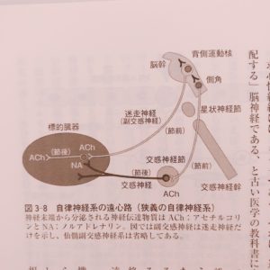 自律神経の遠心性線維