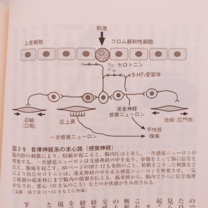 自律神経系の求心性線維