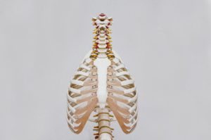 体幹の運動は骨盤と胸郭の運動連鎖