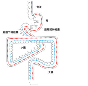 腸管神経系