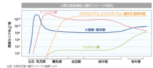 腸内細菌の代表的なもの