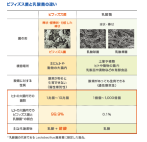 ビフィズス菌と乳酸菌の違い