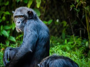 チンパンジーとヒトの消化管はほぼ同じ