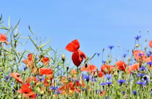 善玉菌と悪玉菌のバランスで一番健康的なのは９；１