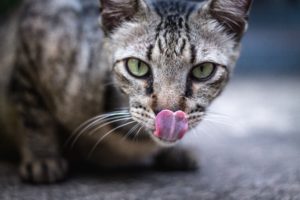 脂肪を燃焼させるには空腹感から分泌されるグルカゴン