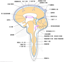 脳室の図