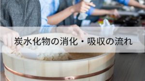 炭水化物の消化吸収