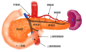 膵臓の画像