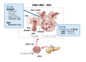 膵臓の働き