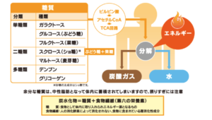 糖質の種類
