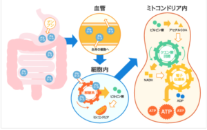 ミトコンドリアでブドウ糖が解糖