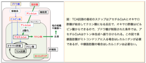 ケトン体とは？