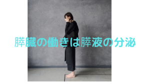 膵臓の働きは膵臓の分泌