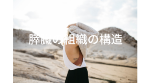 膵臓の組織の構造について