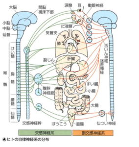 交感神経節