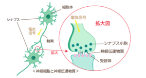 神経伝達細胞は脂質で構成