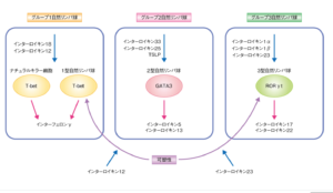 免疫物質サイトカインのインターロイキン