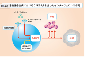 免疫物質サイトカインのインターフェロン