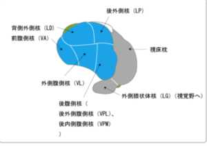 視床