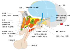 視床下部