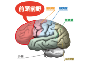 前頭前野