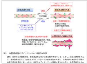 血管透過性の図