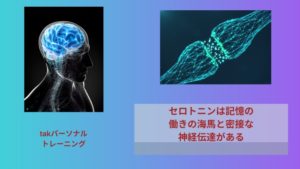 セロトニンは記憶の働きの海馬と密接な神経伝達がある