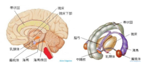 感情や情動をコントロールする大脳辺縁系
